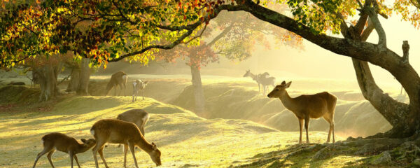 parc animalier