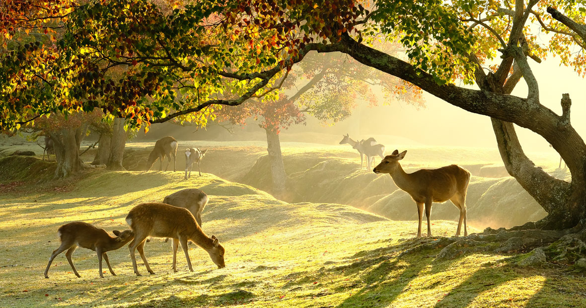 parc animalier